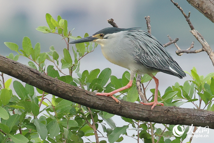 In pics: Green-backed herons spotted in SE China's Xiamen