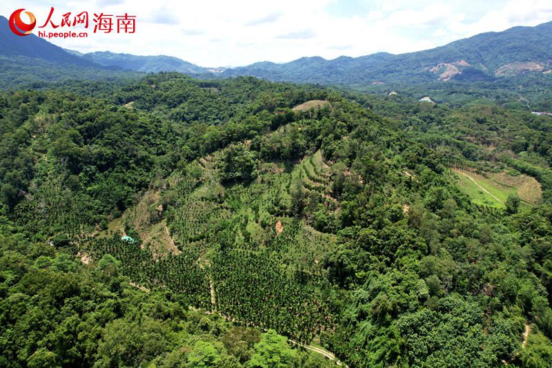 China's Hainan records new plant species