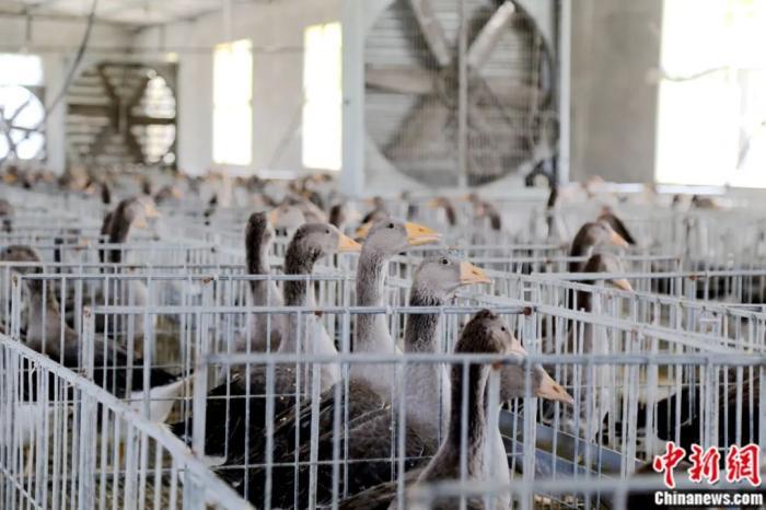 Chinese county becomes global foie gras powerhouse