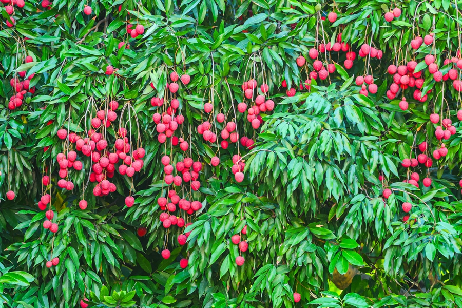 Farmers in SE China's Fujian rejoice at bumper harvest of late-maturing lychees