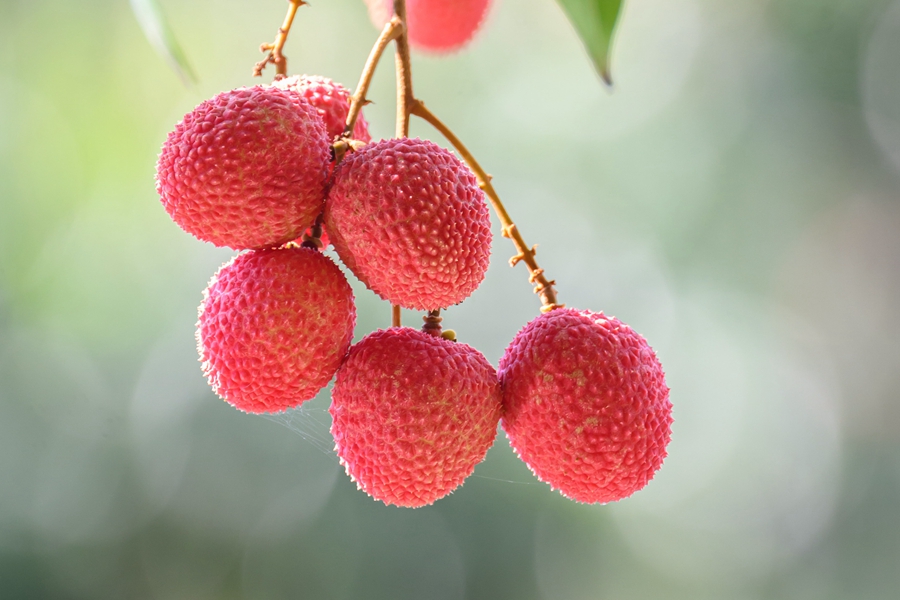 Farmers in SE China's Fujian rejoice at bumper harvest of late-maturing lychees