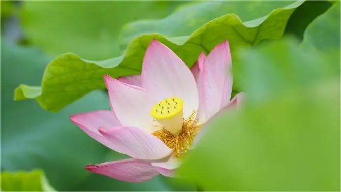 Guangchang county in E China's Jiangxi cultivates big lotus industry