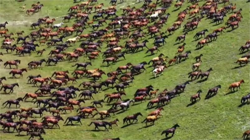 Thousands of horses gallop across vast grassland in Northwest China's Xinjiang