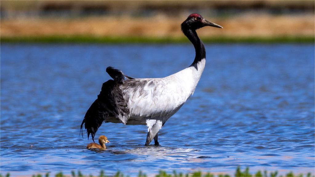 Flight of majesty: Keeper launches red-crowned cranes