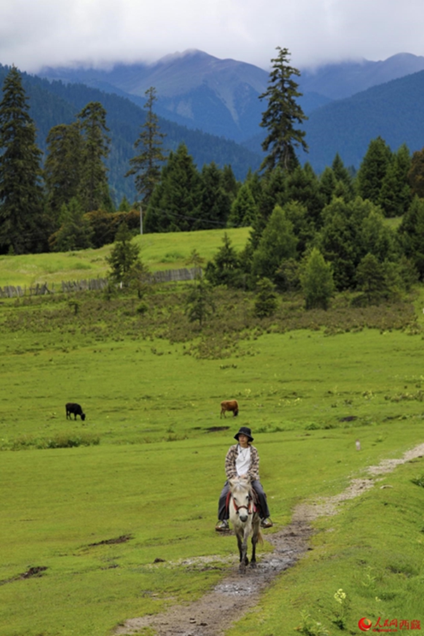 Ecological beauty translates into prosperity in Lulang township, SW China’s Xizang