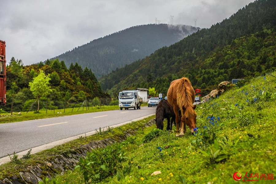 Ecological beauty translates into prosperity in Lulang township, SW China’s Xizang