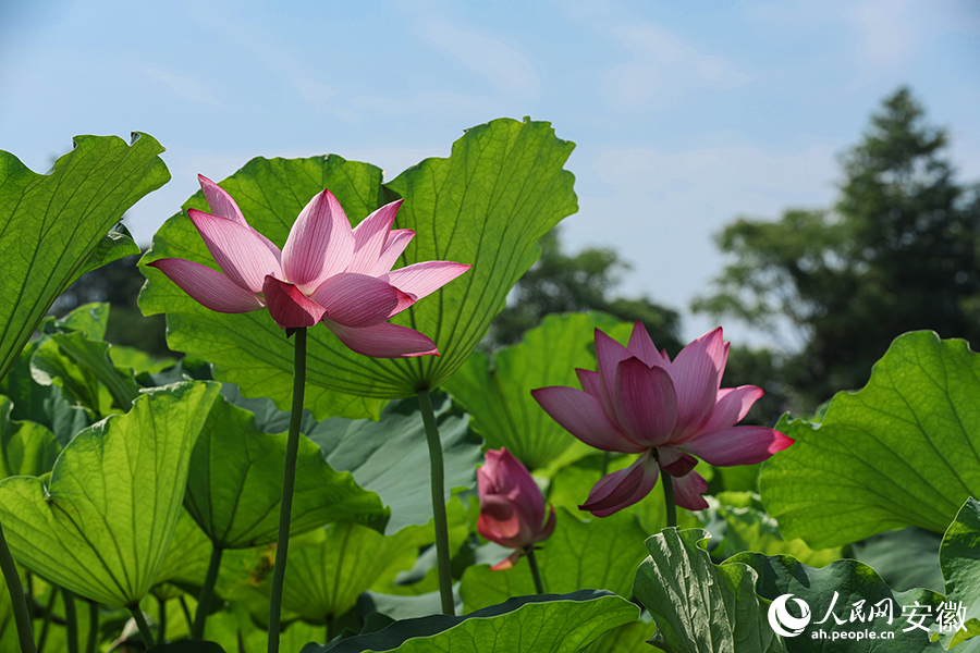 Feast for the eyes and palate: Lotus paradise in Taoxin township, E China’s Wuhu