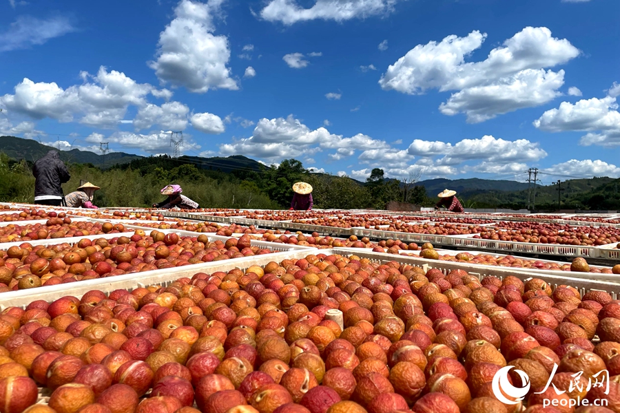 Farmers harvest, sun-dry plums in SE China's Fujian