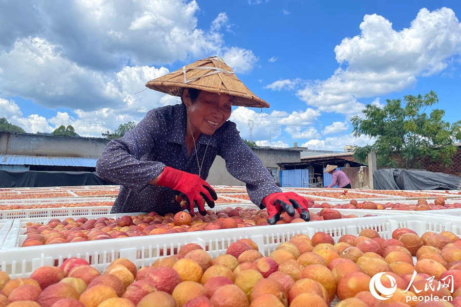 Farmers harvest, sun-dry plums in SE China's Fujian