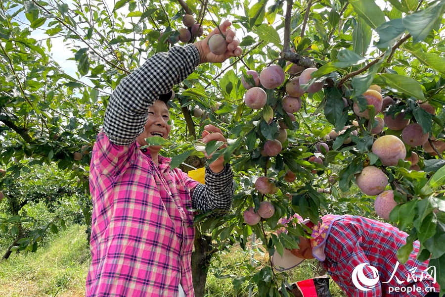 Farmers harvest, sun-dry plums in SE China's Fujian