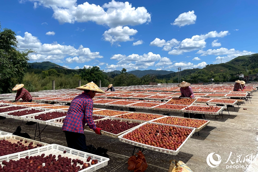 Farmers harvest, sun-dry plums in SE China's Fujian