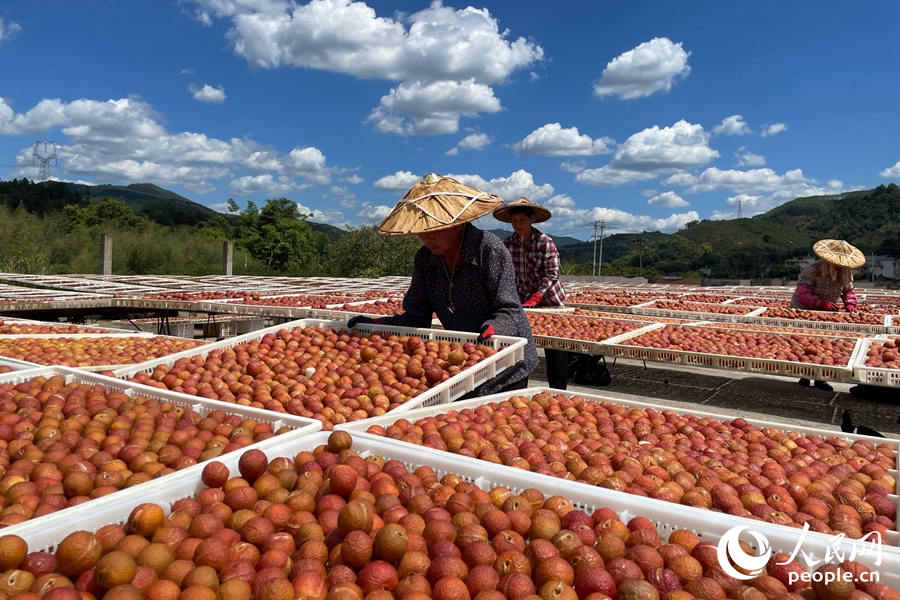 Farmers harvest, sun-dry plums in SE China's Fujian