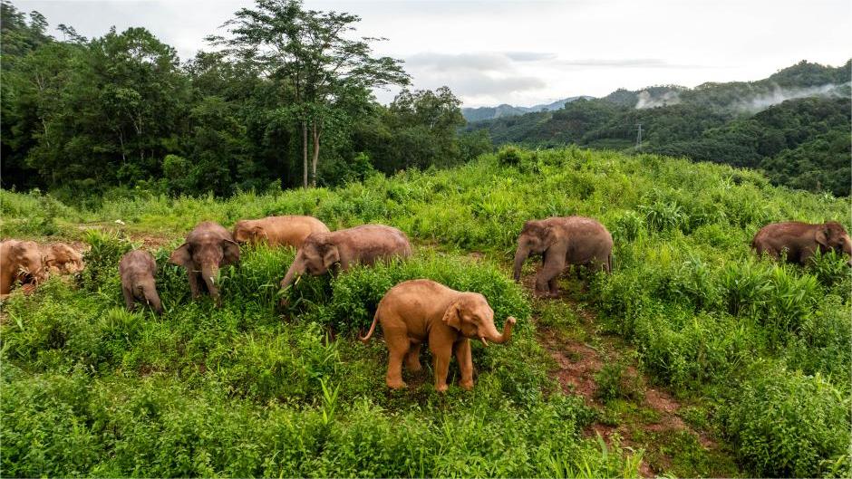 Baby elephant party