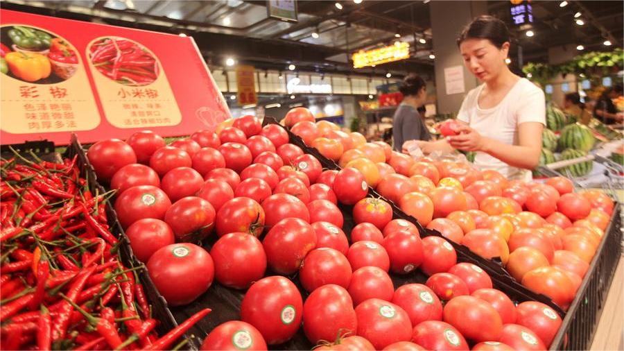 Bountiful tomato harvest in Inner Mongolia