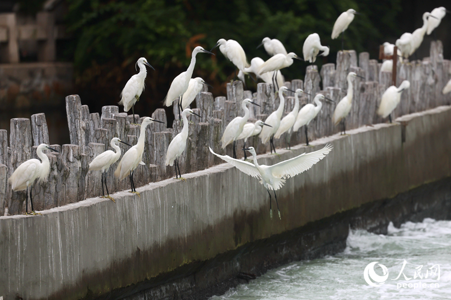 Little egrets seen at Yundang Lake in Xiamen, SE China's Fujian