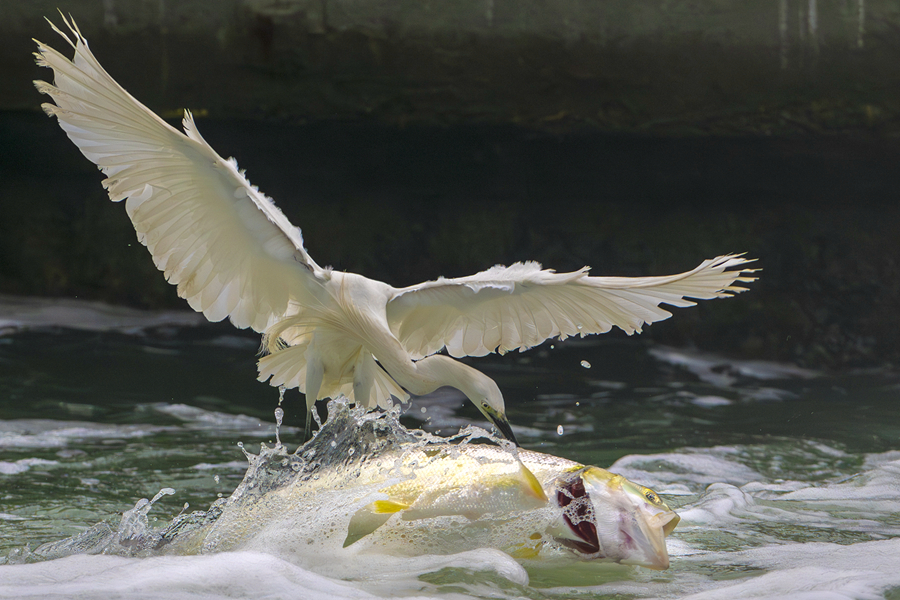 Little egrets seen at Yundang Lake in Xiamen, SE China's Fujian