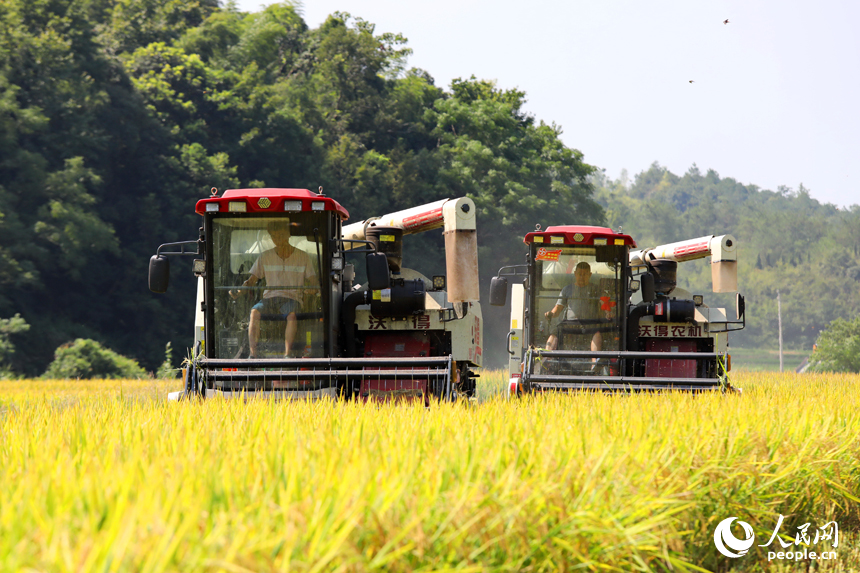 Famers harvest ratoon rice in Pengze, E China's Jiangxi