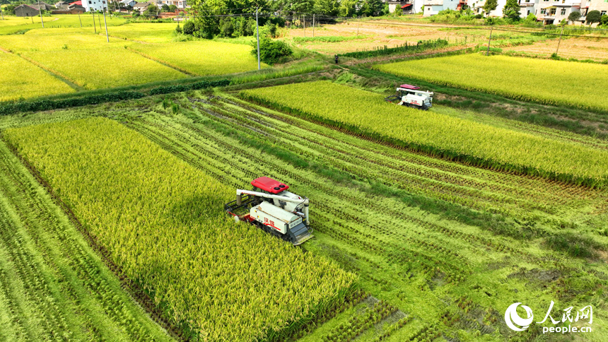 Famers harvest ratoon rice in Pengze, E China's Jiangxi