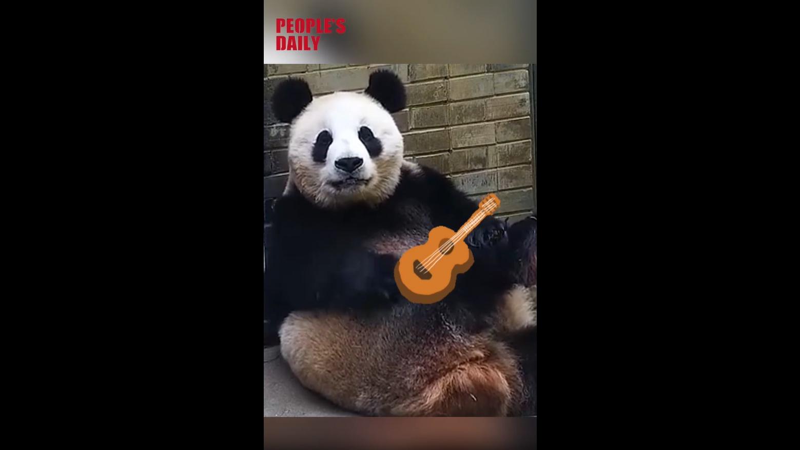 Panda rockstar in the making!