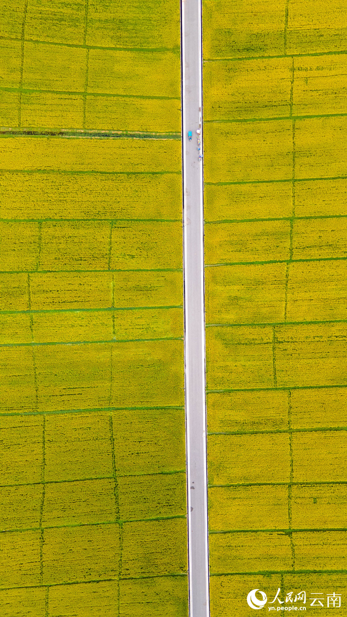 Golden rice fields signal bountiful harvest in SW China's Yunnan