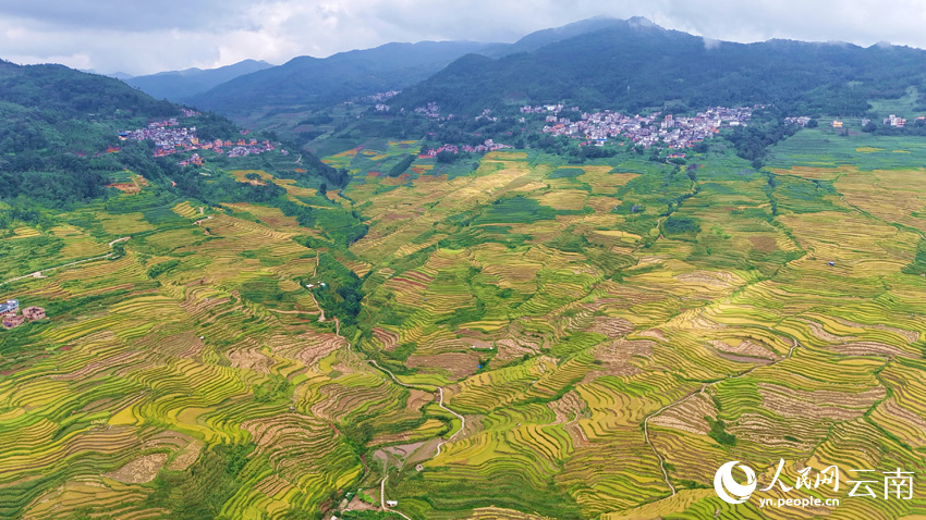 Golden rice fields signal bountiful harvest in SW China's Yunnan