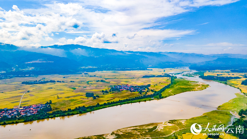 Golden rice fields signal bountiful harvest in SW China's Yunnan