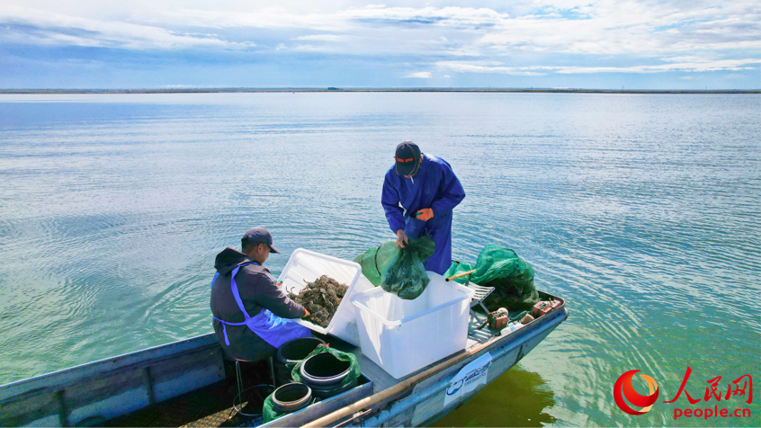 Crabs harvested in NW China's Xinjiang