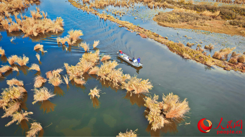 Crabs harvested in NW China's Xinjiang