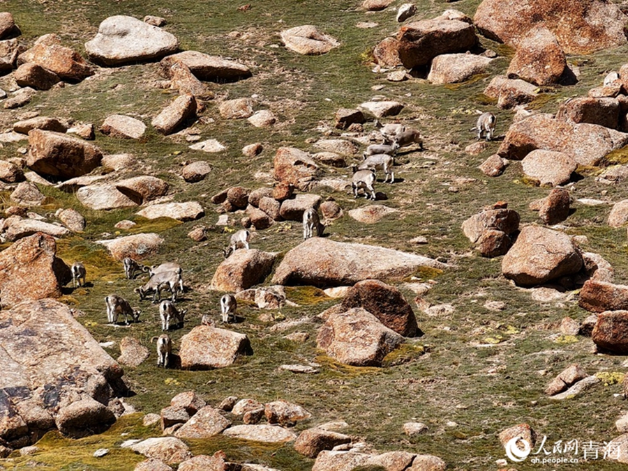 Autumn views of NW China's Qilian Mountains