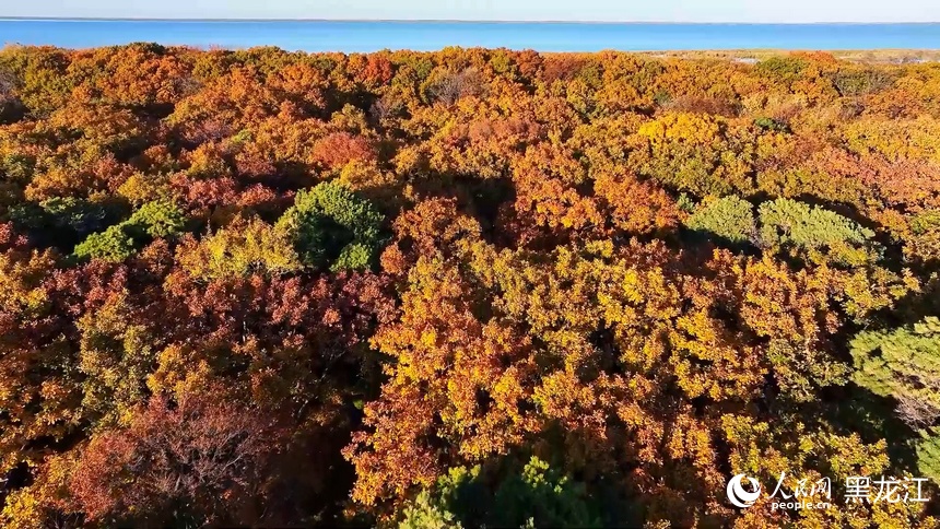 Colorful autumn scenery of Xingkai Lake in NE China's Heilongjiang delights visitors