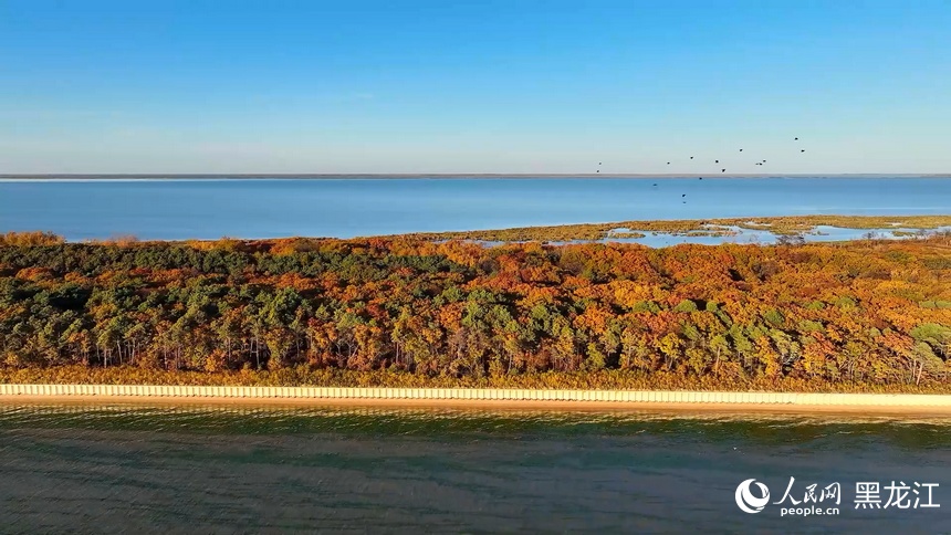 Colorful autumn scenery of Xingkai Lake in NE China's Heilongjiang delights visitors