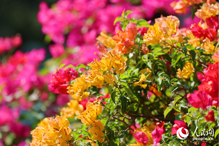 Colorful bougainvillea flowers blossom in Xiamen, SE China's Fujian