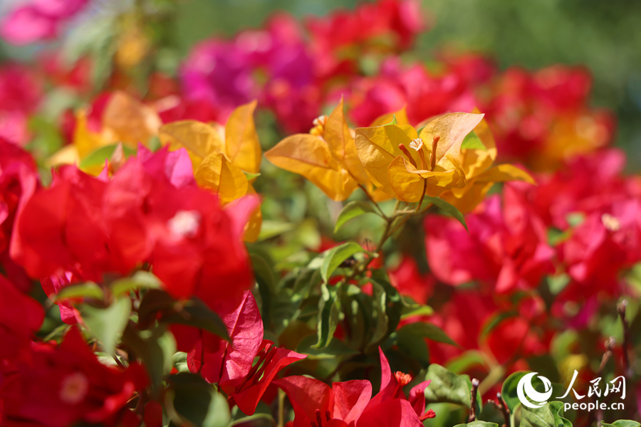 Colorful bougainvillea flowers blossom in Xiamen, SE China's Fujian