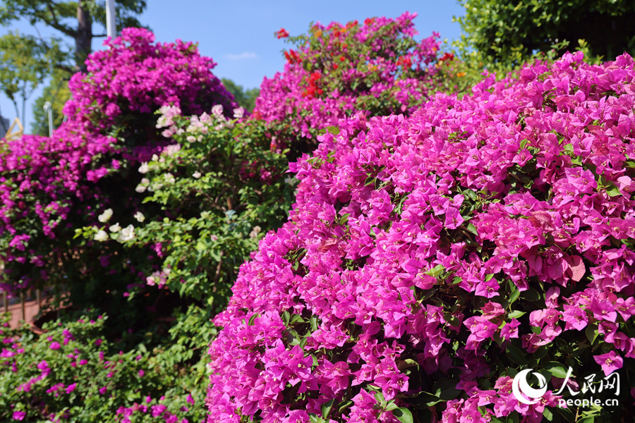 Colorful bougainvillea flowers blossom in Xiamen, SE China's Fujian