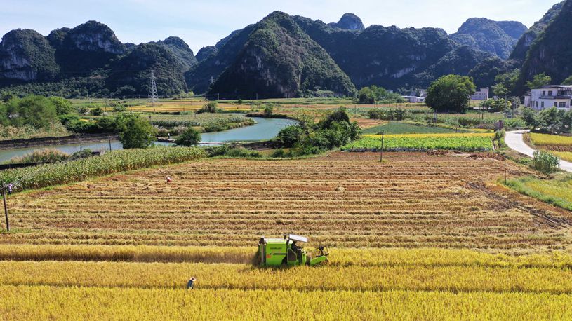 Harvest season of late rice begins in south China