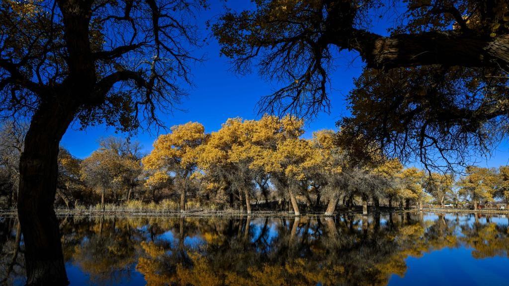 Autumn scenery of desert poplar in China's Inner Mongolia