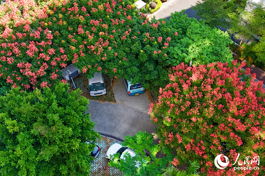 In pics: Beautiful autumn scenery of golden rain trees in Xiamen