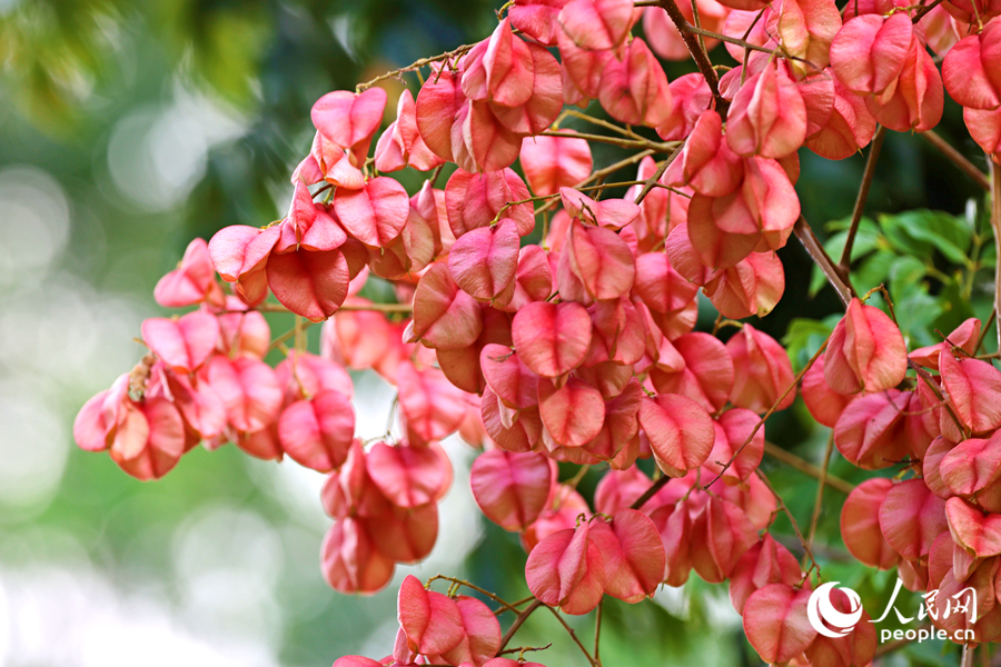 In pics: Beautiful autumn scenery of golden rain trees in Xiamen