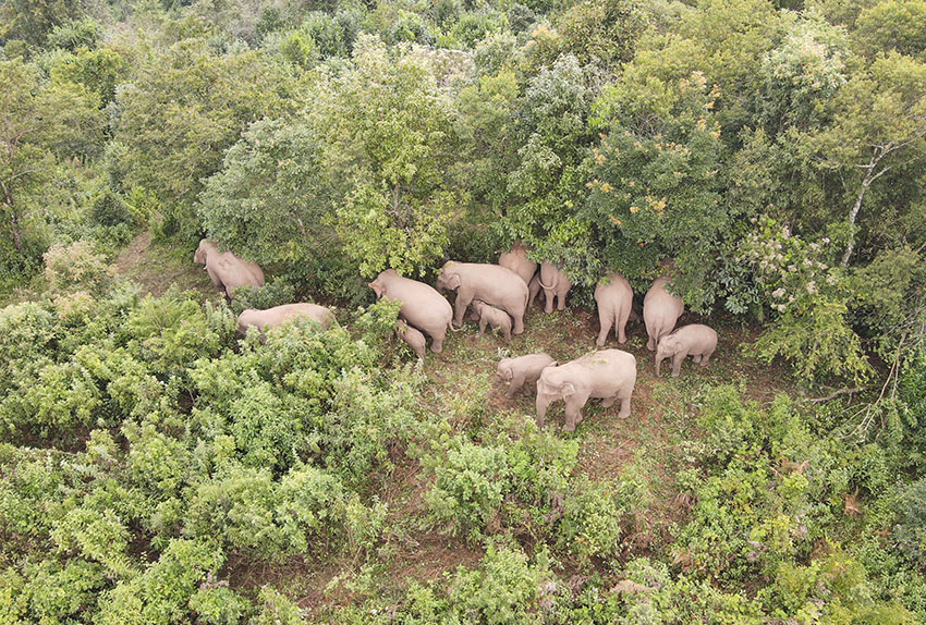 Large group of Asian elephants spotted in Ning'er county, SW China's Yunnan