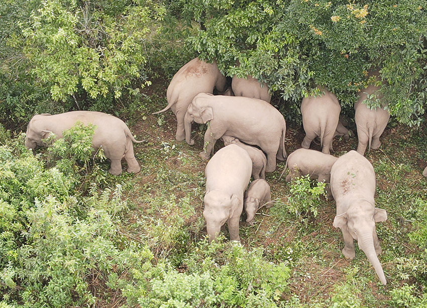 Large group of Asian elephants spotted in Ning'er county, SW China's Yunnan