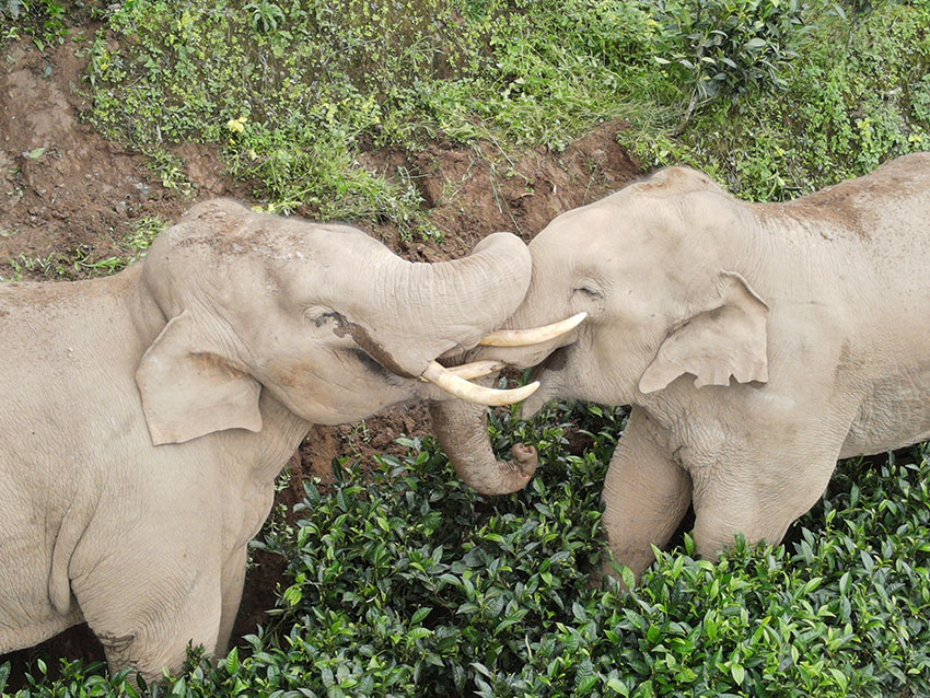 Large group of Asian elephants spotted in Ning'er county, SW China's Yunnan