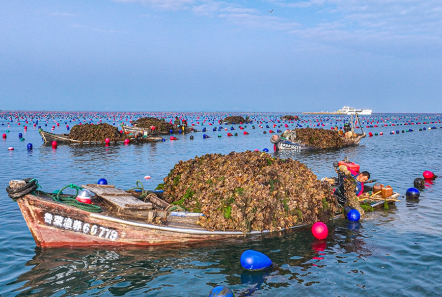 Oyster harvest begins in Rongcheng, E China's Shandong