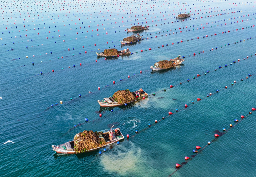 Oyster harvest begins in Rongcheng, E China's Shandong