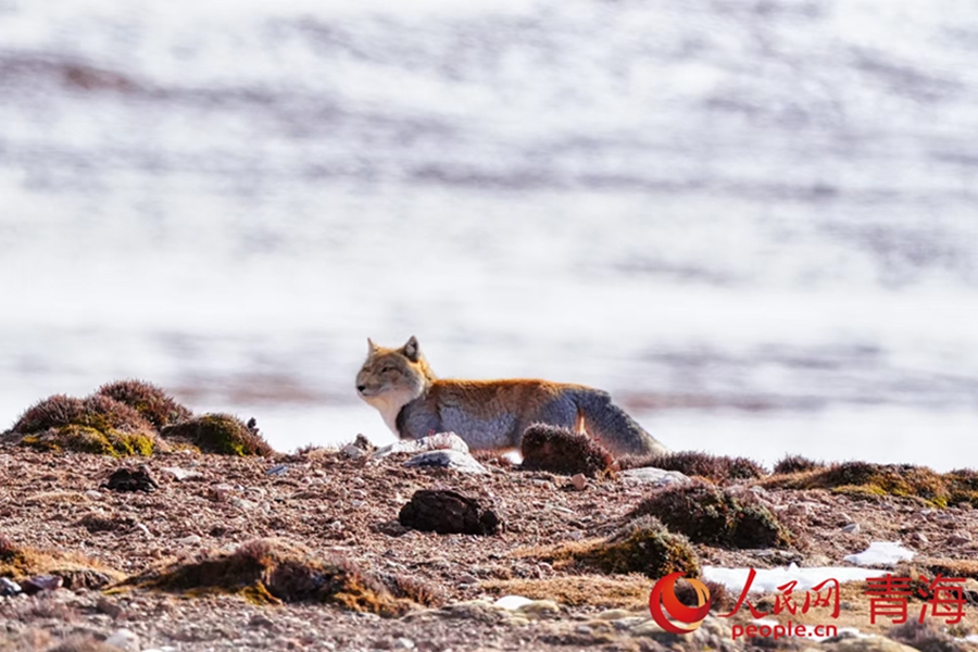 Wild animals thrive in Qilian Mountains, NW China's Qinghai