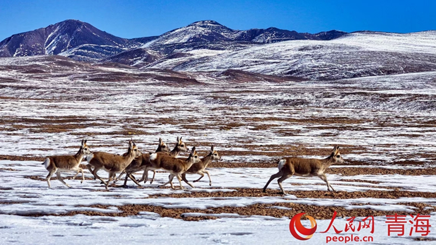 Wild animals thrive in Qilian Mountains, NW China's Qinghai