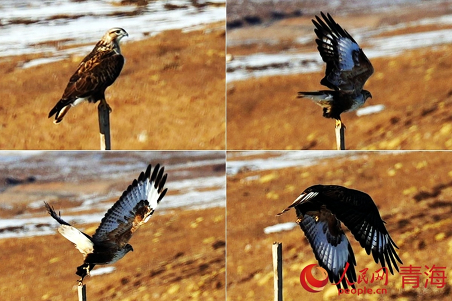 Wild animals thrive in Qilian Mountains, NW China's Qinghai