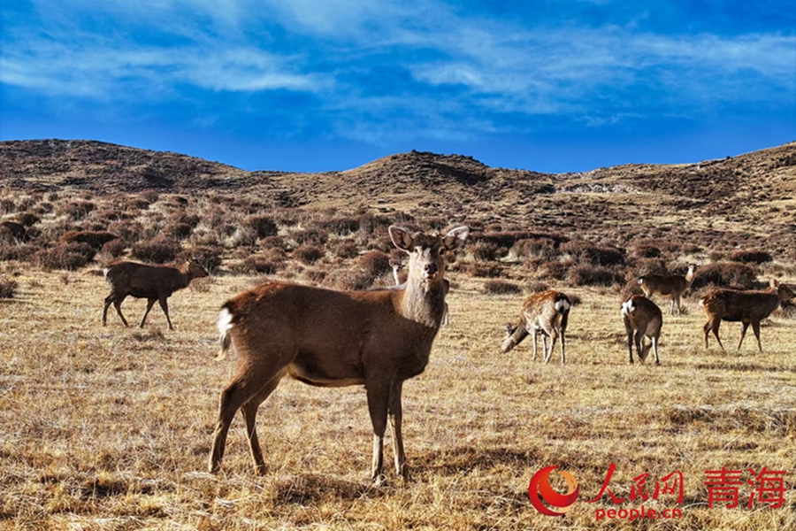 Wild animals thrive in Qilian Mountains, NW China's Qinghai