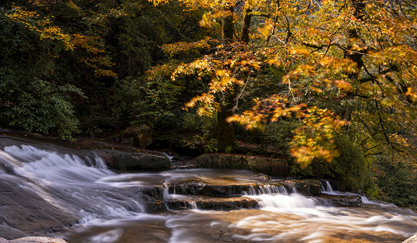 Towering waterfall, late autumn colors draw visitors to SW China's Yunnan