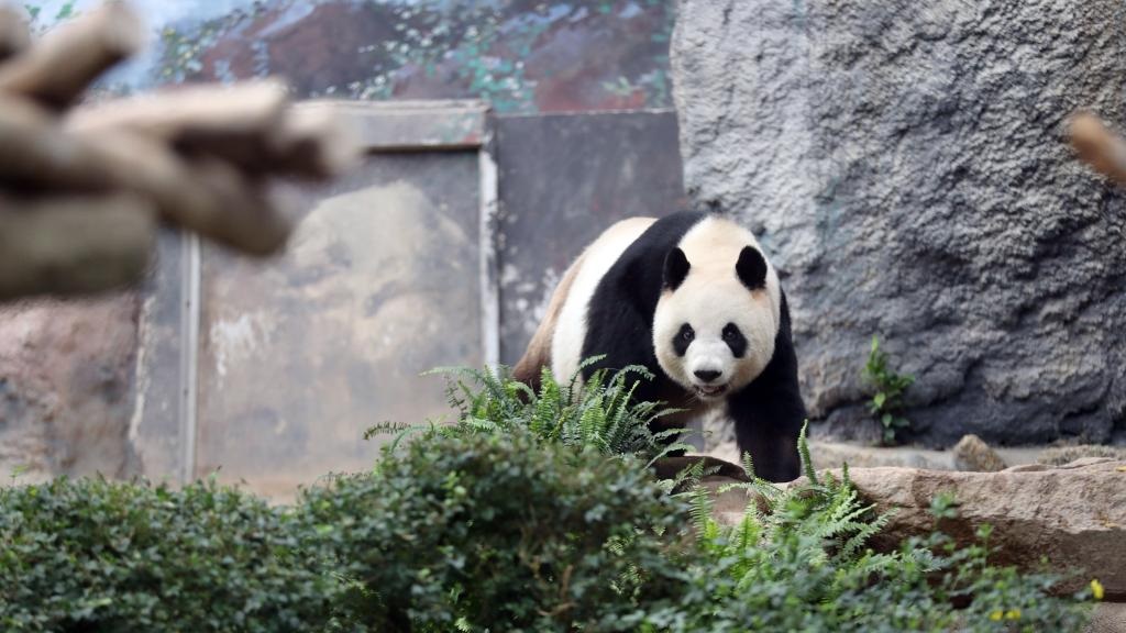 In pics: giant panda family in Macao