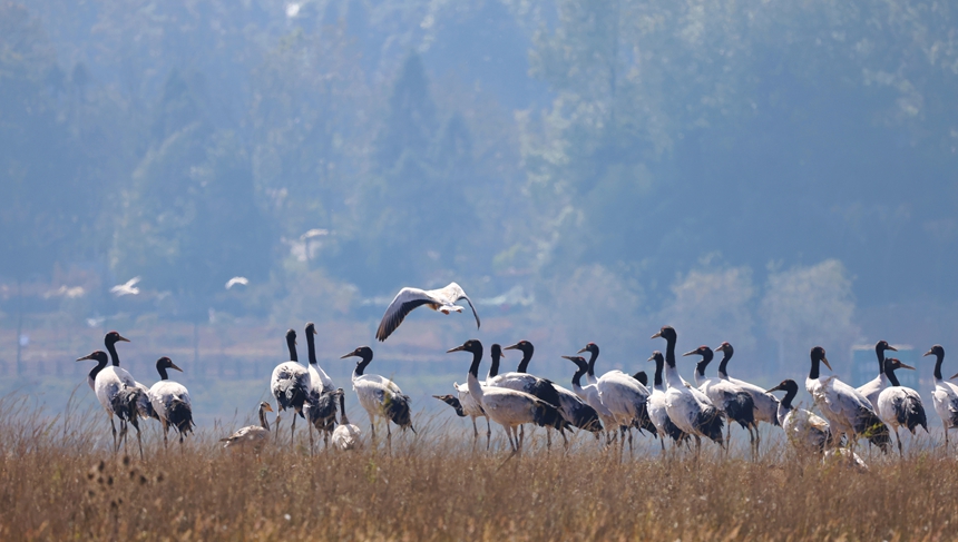 Migratory birds arrive at Caohai National Nature Reserve in SW China's Guizhou